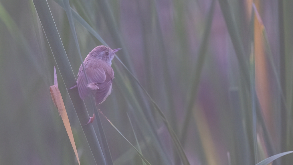 Plain Prinia